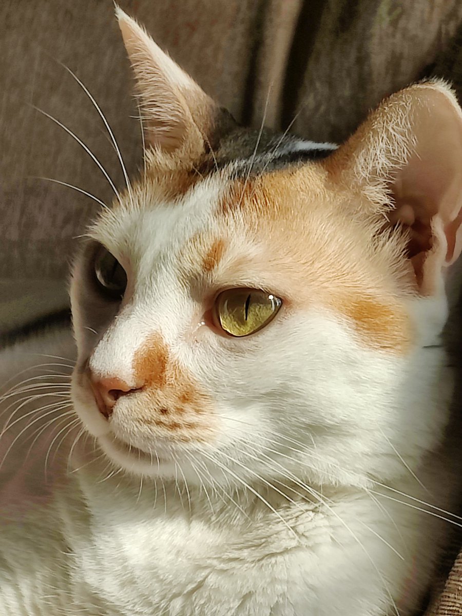 Moon2104_'s tweet photo. @TweetsOfCats https://t.co/bvIg6vDEWp