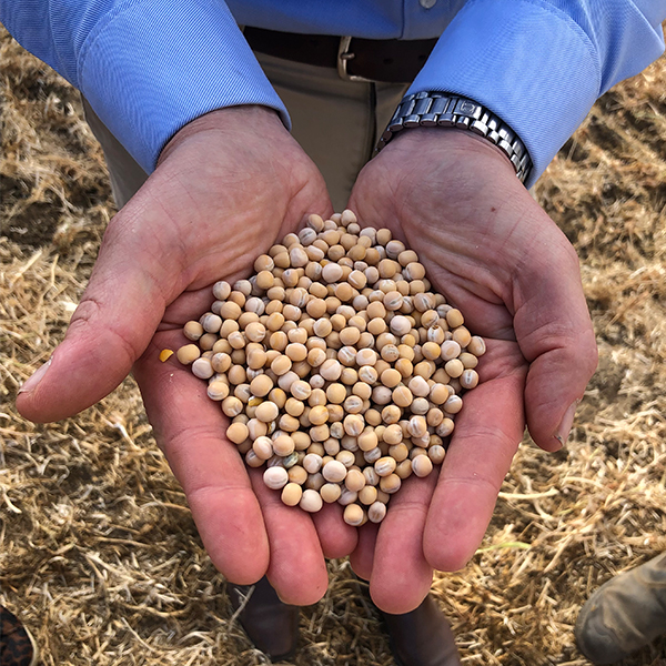 Simpleas Plant Based tweet media