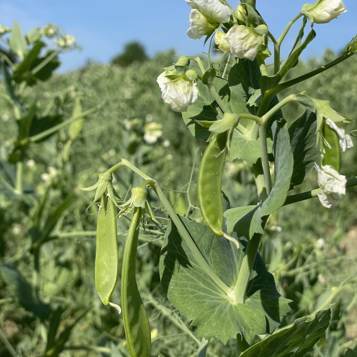 Simpleas Plant Based tweet media