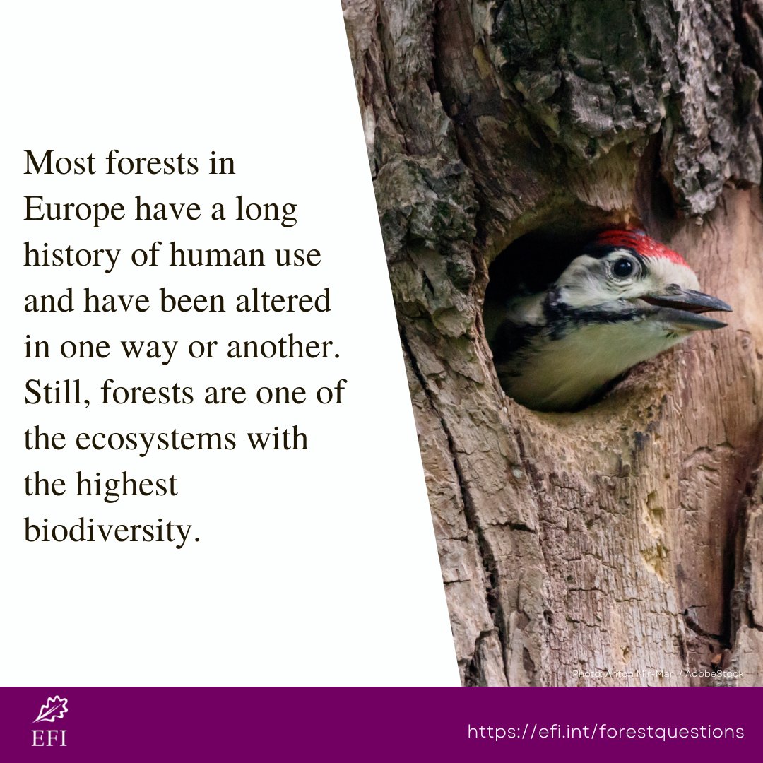 How does forest management affect biodiversity? Read more: efi.int/forestquestion…