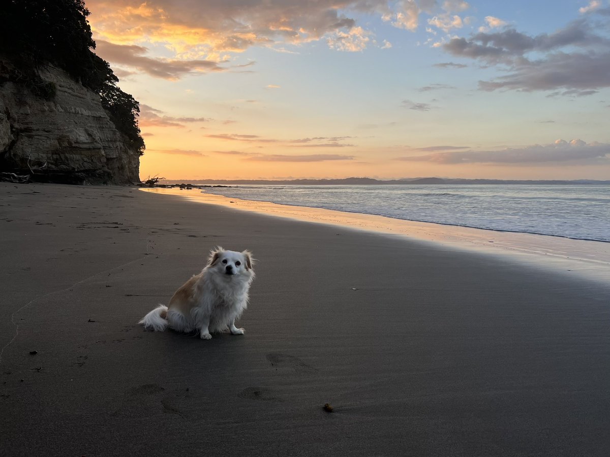 Summer evening beach walks are the best #armybay #Auckland #NewZealand #summerloving #natureatitsbest #nofilters #justmyiphone 😎👌🇳🇿❤️