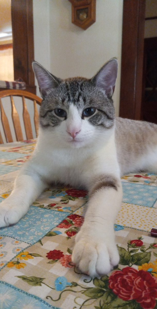 dead_gremlin's tweet photo. @TweetsOfCats Thomas❤️ https://t.co/LauF5aZfPA