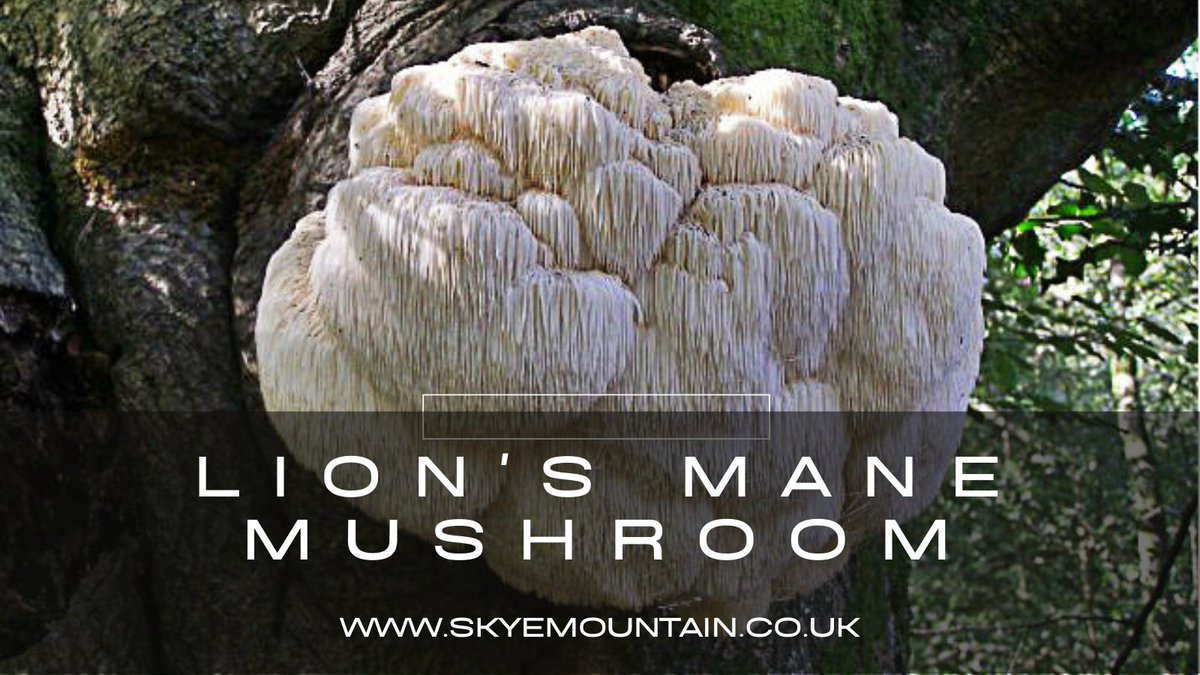 TelosHealthNews's tweet photo. Boost your brainpower and immune system with Lions Mane mushrooms! Rich in antioxidants and compounds that support cognitive function.

#mushrooms #Mushroom #fungi #cordyceps #functionalmedicine #HealthyEating #mentalhealth https://t.co/xlL51dBETI