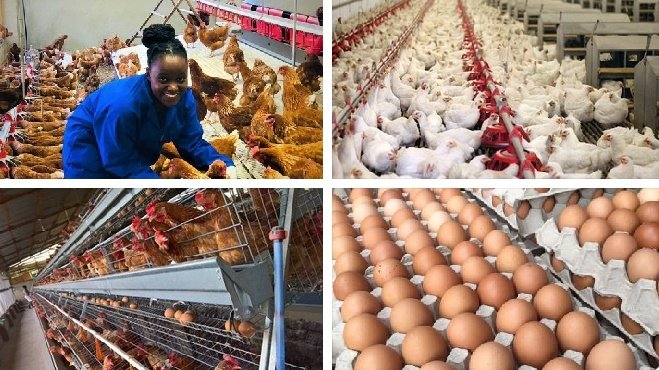 GlobalFarmersC1's tweet image. 🌞Goodmorning everyone it's Pdf Wednesday to join follow link chat.whatsapp.com/F3PmlzgBXAIIK5… please note our terms &amp;amp; conditions have changed we only allow 1 free pdf request as this is now part of our Gold membership benefits