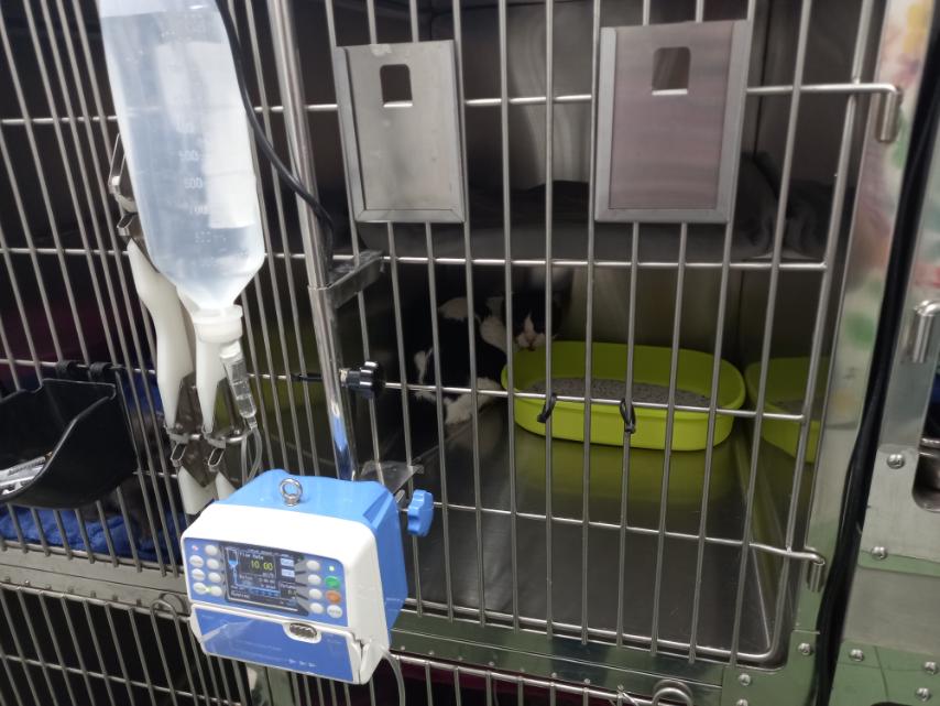 OurPao's tweet photo. Update: IV line is attached, he's resting in his cage right now.

GET WELL SOON, PAO-PAO! https://t.co/fWYzBVfD2s