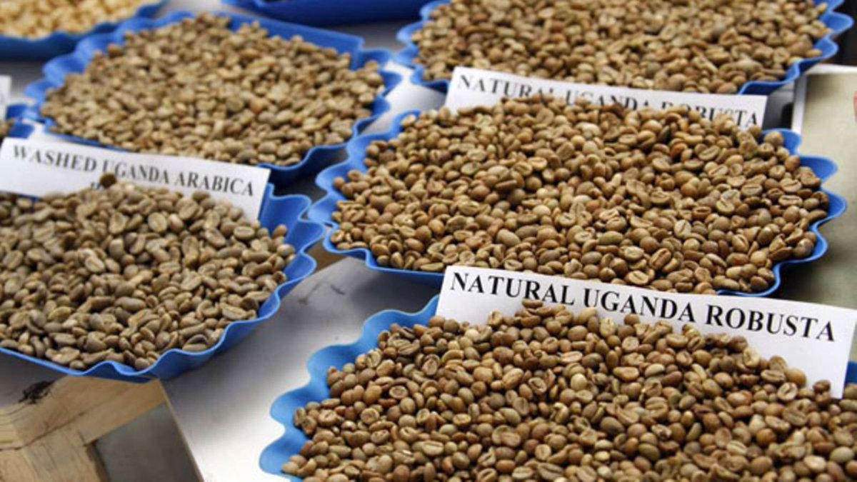 SpecialDuties_'s tweet photo. Uganda expects to export 100,000 metric tons of coffee to China every month this year, according to @mtic_uganda.
For ore details open 🔗 👇 as reported by China Daily. 
https://t.co/vKzjeNi0sV https://t.co/i20Agu3Pmu
