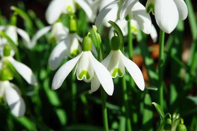De eerste sneeuwklokjes komen boven: tijd voor de eerste winkelactie van de voedselbank. Vrijdag 20 januari en zaterdag 21 januari (tot 18.00 uur) staan we bij Jumbo in Dronten Centrum. Hulp is nodig: het aantal klanten van de voedselbank neemt vanwege de stijgende prijzen toe.