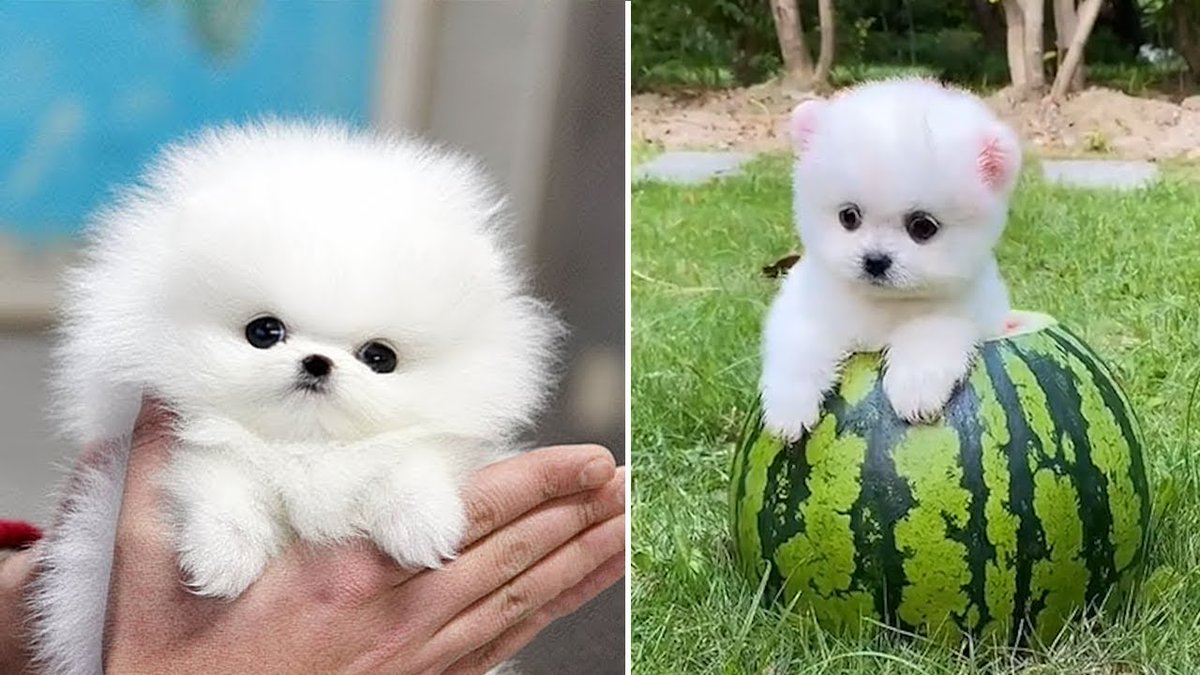 ParrotFE's tweet photo. #pomeranian #puppy for sale
https://t.co/fRFnOd7isz https://t.co/xDP3N1T4V8