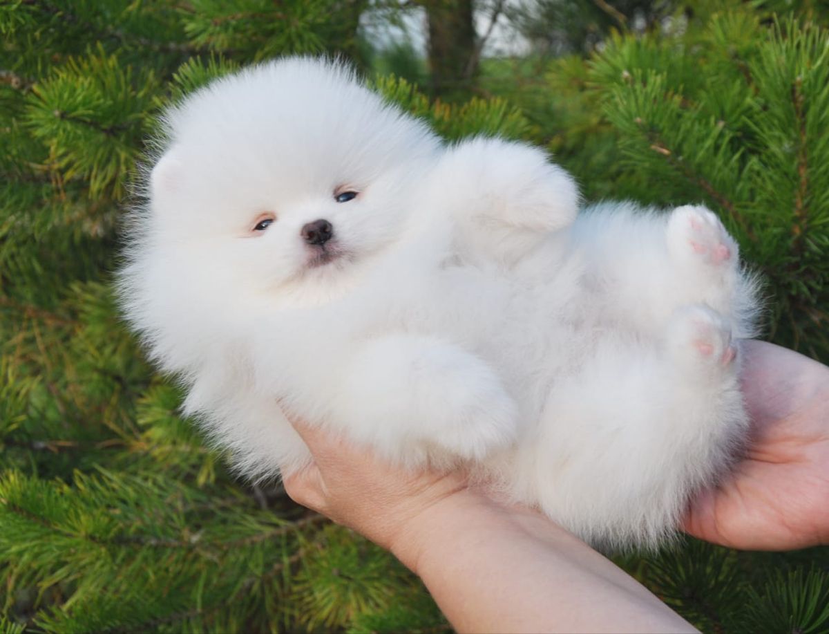 ParrotFE's tweet photo. Buy cute #pomeranian #puppy 
https://t.co/fRFnOd7isz https://t.co/D57kfFfZ0p