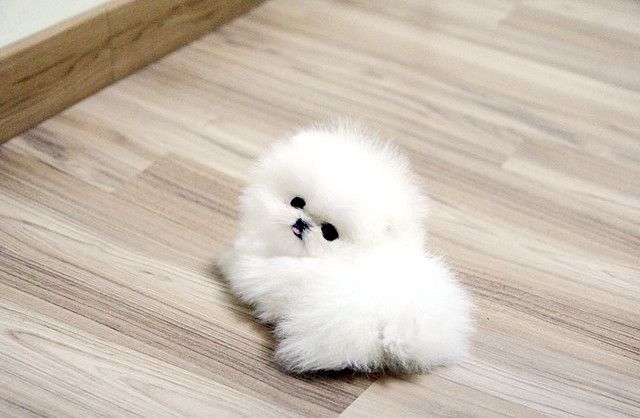 ParrotFE's tweet photo. Gorgeous #pomeranian for rehoming 
https://t.co/fRFnOd7isz https://t.co/Q5hesn3gtx