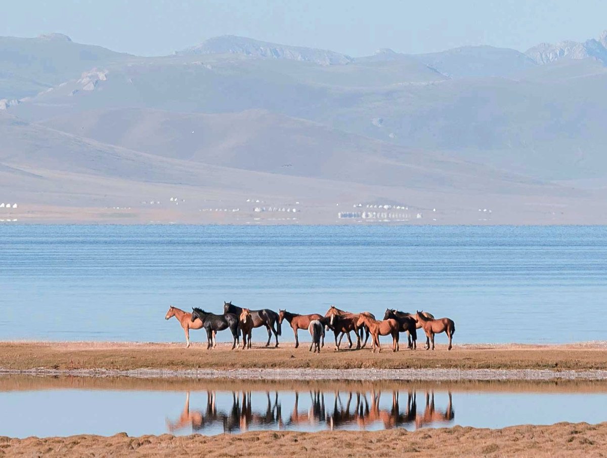 Horses at Song-Kul 🇰🇬🐎