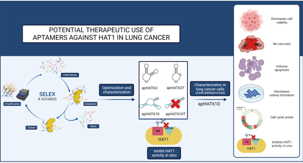🔬This #article from the aptamer group of the IRYCIS-HRyC (Madrid, Spain) shows relevant results suggesting that an aptamer against HAT1 could be a potential candidate for the treatment of lung cancer🔎

Enjoy reading more here➡️ mdpi.com/2072-6694/15/1…