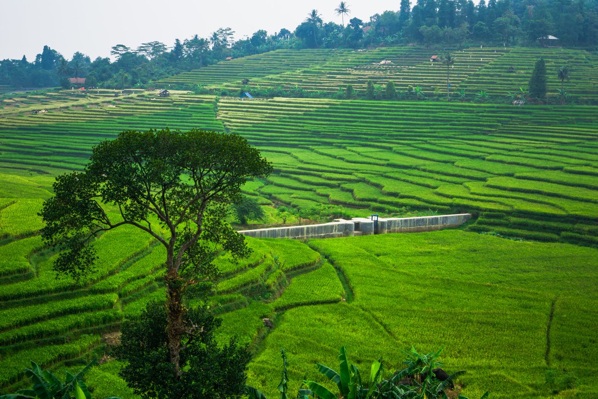 Ricefield.
#nftphotography