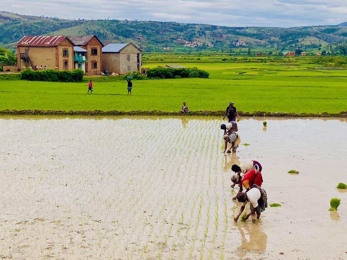 CroixDu_Sud's tweet photo. ⛱️ Il a bien plu ces derniers temps, tout ce petit monde est au taquet dans leur champs « #riziculture ». J’adore ce paysage verdoyant des hautes terres centrales, sans parler des scenes de vie autour 🥰#Madagascar🇲🇬 #ricefiled #agriculture #crop #repiquage https://t.co/cKVNIRCMvj