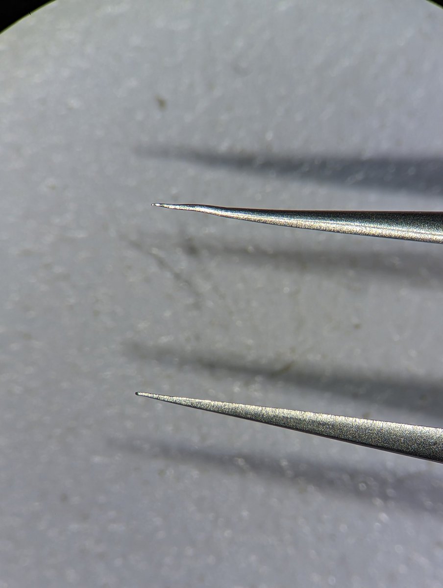 BotanyByYen's tweet photo. Fine forceps got an... Upgrade?? 😬😬 https://t.co/pUnTIQhvEO
