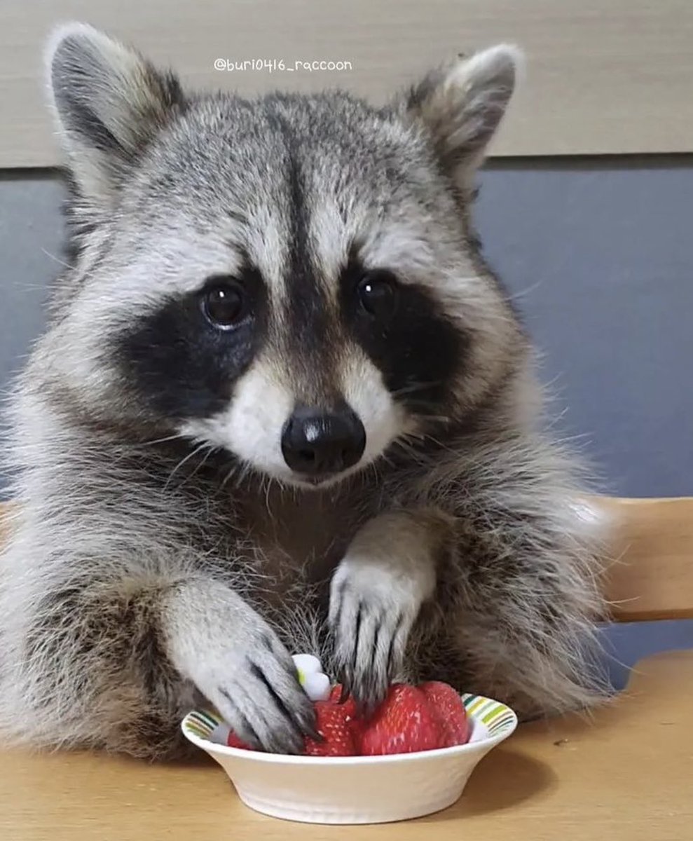 raccoonhourly's tweet photo. https://t.co/95UPMpVr2K