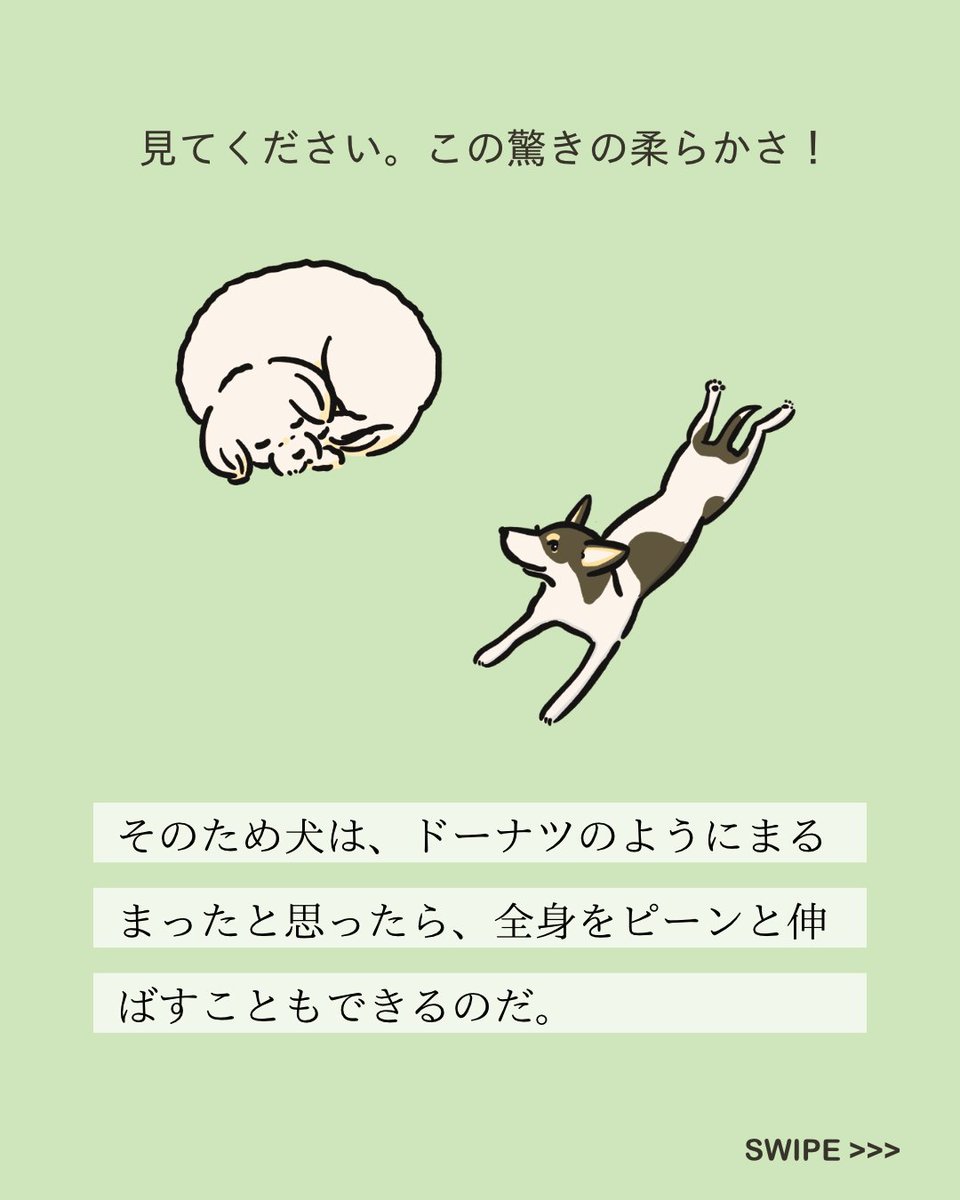 【#変な犬図鑑】
No.226 ヤワラカイーヌ
体が柔らかいあの犬です。 