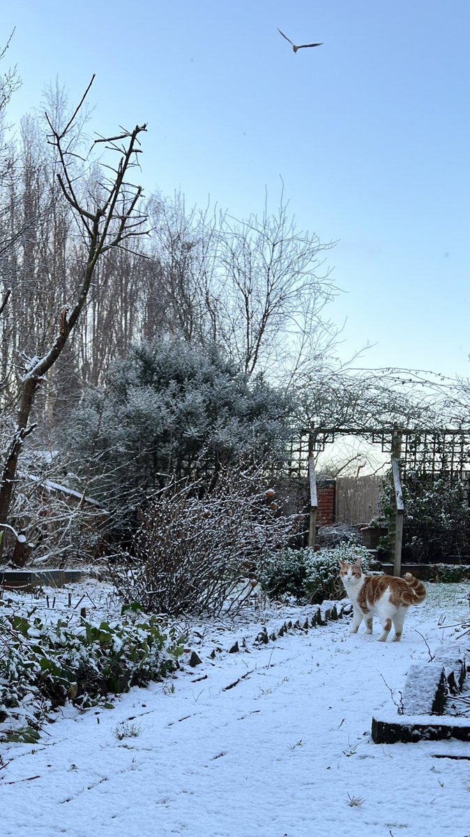 SamAlexander_92's tweet photo. Just some wholesome cat-in-snowy-garden content for your morning 🐈 https://t.co/6VYidjoqUE