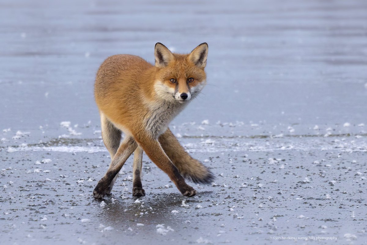 Dancing On Ice ... The Fox Trot 🦊💃 @WildlifeMag @BBCSpringwatch #winterwatch #foxoftheday