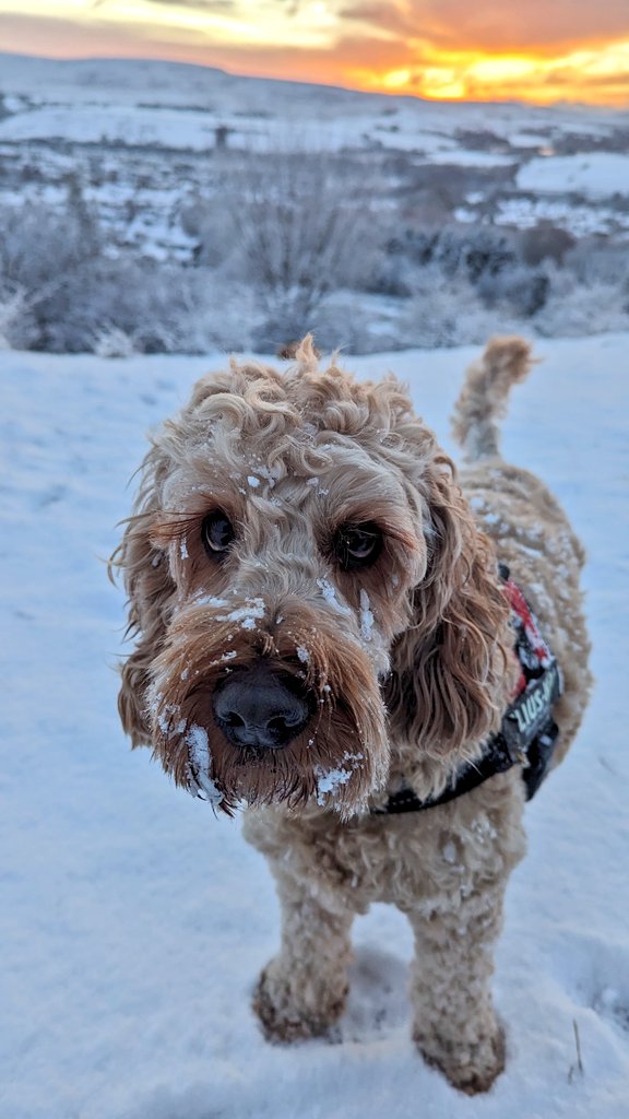 Morning walk with the hounds in Little borough <a href="/ChadWeather/">Oldham Weather</a> #uksnow