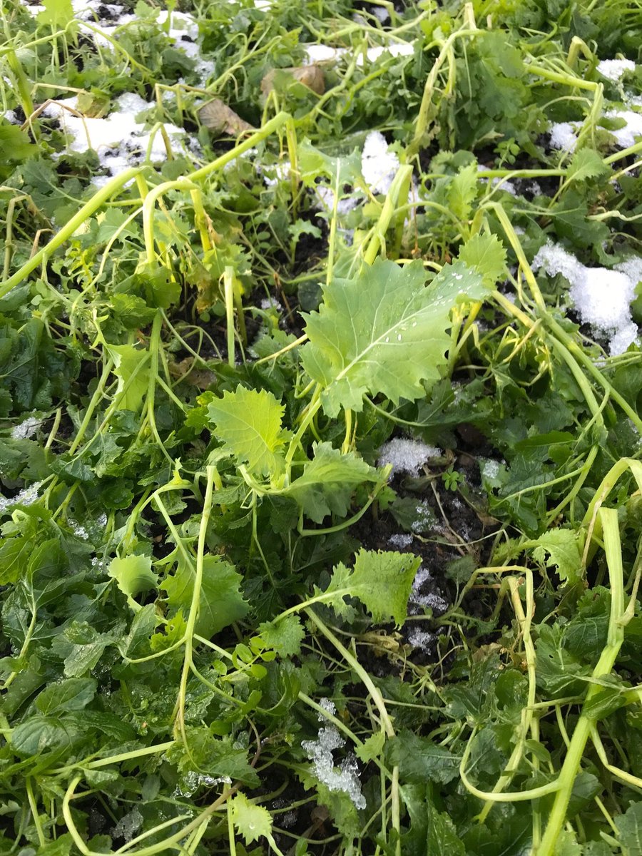 Oliver_Seeds's tweet photo. Winter image from our north east advisor @paolomuto of #covercrop mix , mustard element as expected hit by the frosts. #soil #impressiveinthefield https://t.co/Cx6a7H6Ttq