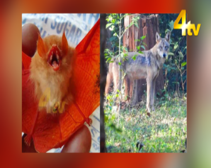 4tvhyd's tweet photo. A rare species of '#Orangebat' was spotted at #KangerGhatiNationalPark and an #endangeredspecies #IndianWolf was also seen in the forest area of #Chhattisgarh's #Naxal-affected #Bastar district, a forest official said. https://t.co/74h9Vl8at1