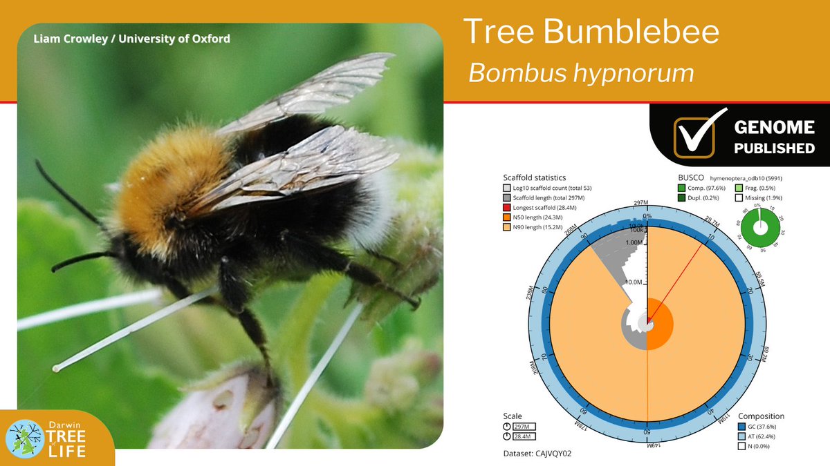 Our latest #DarwinTreeOfLife #GenomeNote: the Tree Bumblebee (Bombus hypnorum)🐝 Thanks to @Liam_M_Crowley @GenomeWytham @OxfordBiology @Olga00209044 @NHM_Science @SangerToL & all who helped generate this #genome🧬 📑 Read how we did it @WellcomeOpenRes: wellcomeopenresearch.org/articles/8-21