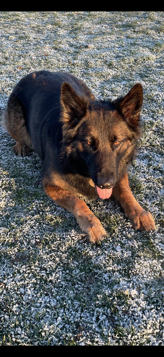 NicNic711's tweet photo. Woof woof Wednesday! Nice and crisp here today #drydogs #coldpaws #lowsun #colours https://t.co/a3yGpIM1kr