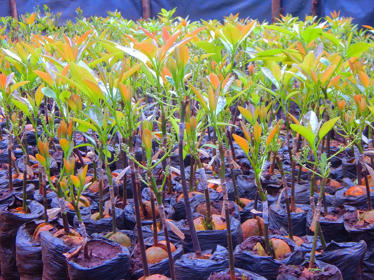 CultioNurseries's tweet photo. Why Grafted Hass avocados? 
Did you know if you plant Hass avocado seed it will not give you a true Hass avocado tree? This is true for every variety of avocados because they do not grow true to seed. Every single seed from an avocado tree is genetically unique. https://t.co/AOX8YRyKE3