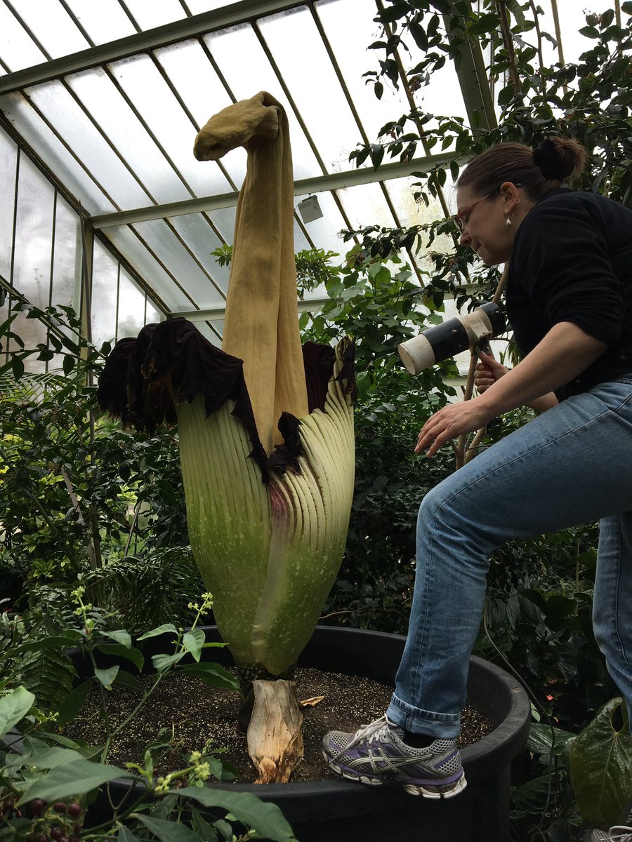 flygirlNHM's tweet photo. Come hear the beautiful @themarshtit &amp; I talk ‘Wildlife fieldwork: the grubby and X-rated truth’ (faeces, frolicking and falling over) at the @NorwichSciFest on 11th of feb  - adult show! 

Includes - Randy bulls, defecating snakes, botflies &amp; much more..

https://t.co/q3KgwEaNvc https://t.co/eCp8e6gxwK