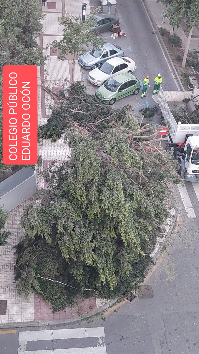 AVparquedelmar's tweet photo. En multitud de ocasiones hemos reclamado más atención por parte del Área de Medio Ambiente del @malaga, como por parte de la empresa de Parque y Jardines.
Este ficus está situado cerca de la entrada del Colegio Público Eduardo Ocón.
Esto no debería ocurrir. https://t.co/e1gSFG34lb