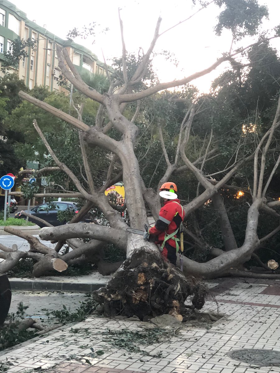 AVparquedelmar's tweet photo. En multitud de ocasiones hemos reclamado más atención por parte del Área de Medio Ambiente del @malaga, como por parte de la empresa de Parque y Jardines.
Este ficus está situado cerca de la entrada del Colegio Público Eduardo Ocón.
Esto no debería ocurrir. https://t.co/e1gSFG34lb