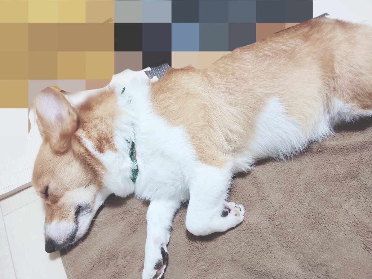 RC091214's tweet photo. サロン帰り、我が家で添い寝する犬( ˘ω˘ ) ｽﾔｧ…

#綺麗になったね
#おやすみ
#コーギー https://t.co/g001ZWsizl
