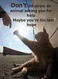 LoverHomeless's tweet photo. 🙏🏻🐾🆘️🥫🫠😽😻I apologize to everyone, the PayPal link has an error. This is the correct link. For those who want to help these precious souls, please be kind. Their goal now is $580. There are 2 days left and they will run out of food.https://t.co/DKN3ax0oDl💖🥫🆘️😽😻🆘️ https://t.co/ZY8P8gif9p