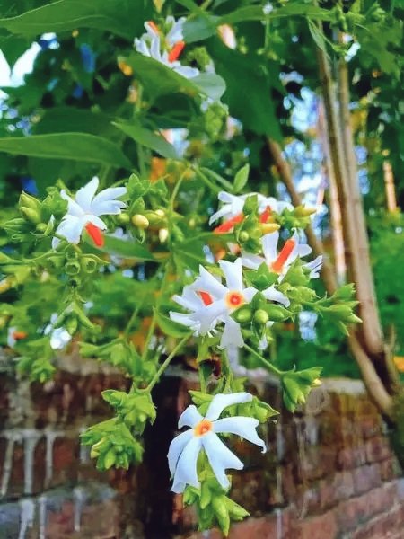 কিছু মুগ্ধতা, আঙ্গুল ছোঁয়ালেই ঝরে পড়ে শুদ্ধতা... মনটা শুদ্ধ হোক, প্রকৃতির এমন রুপে  🥰
শিউলি ফুল ♥️