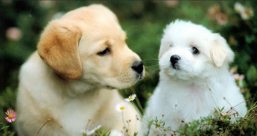 IrelandCheshire's tweet photo. Join our 50km Feb Dog Walk Challenge - check out the website https://t.co/Ze7XEVIUJZ
We are with you every paw of the way woof woof
Sign up here at https://t.co/XZw1u5HaKl for €25 and get your T-Shirt etc
Pls retweet if would mean a lot -Funds raised to buy Assisted Technology https://t.co/Ywk9mx8Hwj
