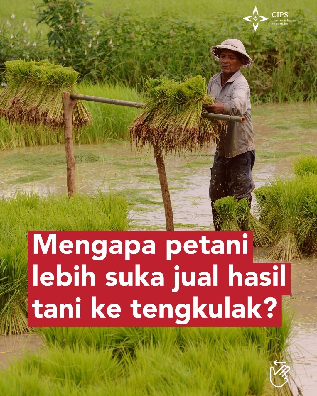 CIPS on Twitter: "Tengkulak sering menjadi pilihan utama petani dalam