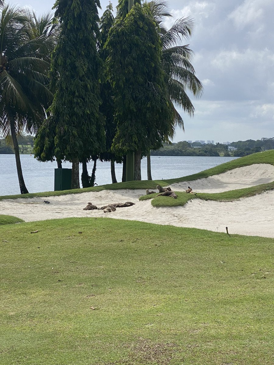 初めてのゴルフ場⛳️
広くて良き✨
📍ORCHID COUNTRY CLUB
