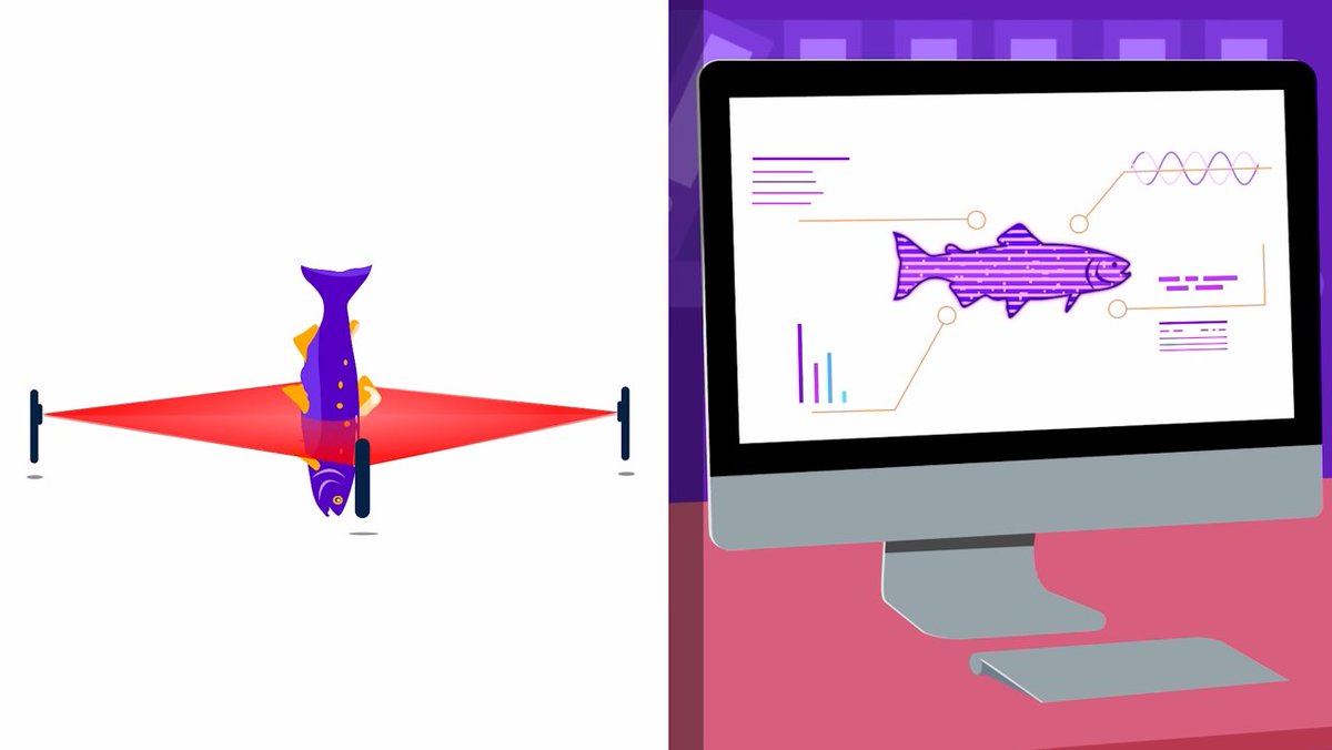 Rcontrolnfr's tweet photo. What is a digital twin? 🐟💻🐟
R-Control develops technology to produce digital twins of fish, which can then be used to train an AI to recognize species and estimate the length and weights of captured fish. 👩💻
#RControl #SINTEF #digitaltwin #AI #deeplearning #innovation https://t.co/XPAluSFUSO
