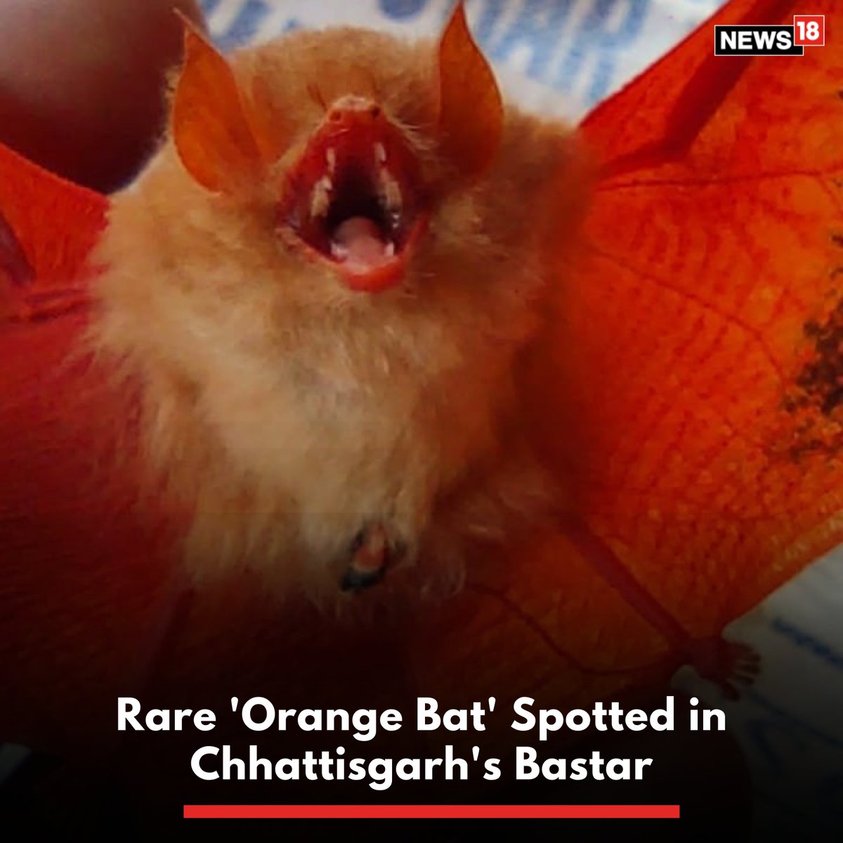 news18dotcom's tweet photo. #Chhattisgarh | A rare species of Orange bat was spotted at the Kanger Ghati National Park in Chhattisgarh's Naxal-affected Bastar district. 

#bat #orangebat #rarespecies #Bastar https://t.co/vfLBhMFuWv