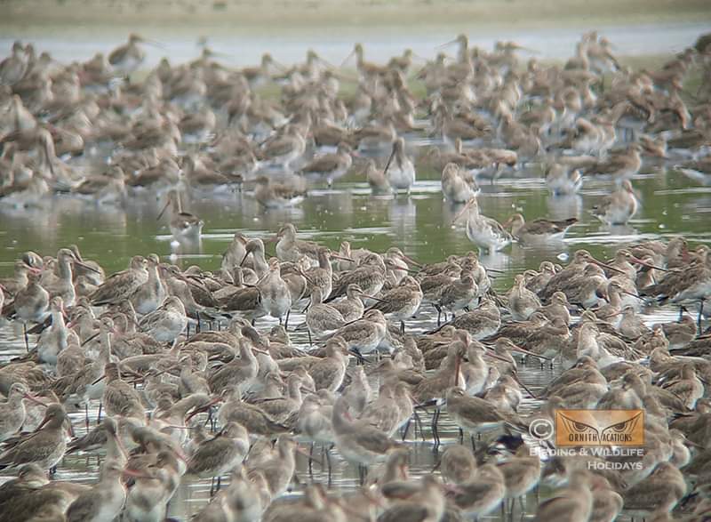 Ornithvacations~ Birding & Wildlife Holidays tweet media