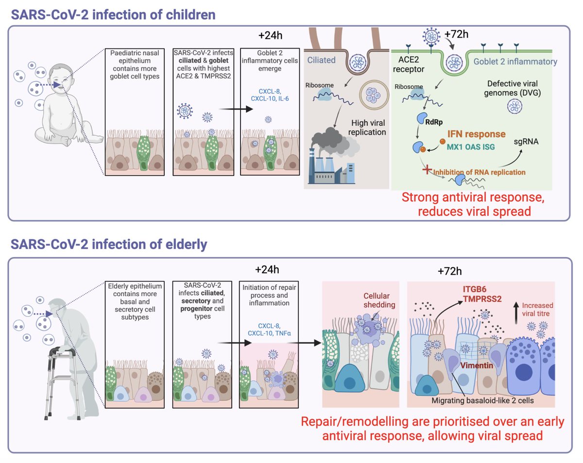 PRE-PRINT: The emergence of goblet inflammatory or ITGB6hi nasal progenitor cells determines age-associated SARS-CoV-2 pathogenesis. biorxiv.org/content/10.110…