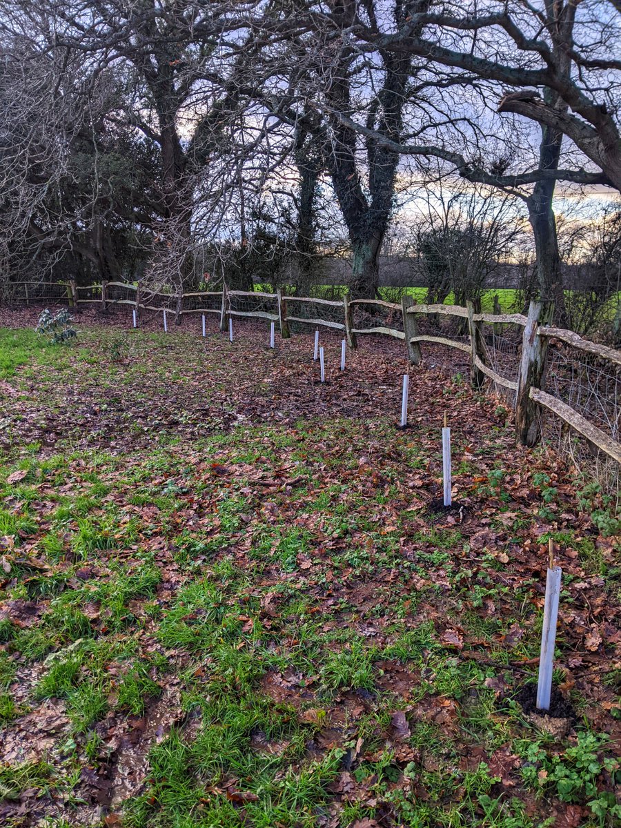 This week we've been planting our 100 trees from @TCVtweets and @OVOEnergy at the Barn Theatre and Museum! 

We a part of the #IDigTrees phenomenon – a pledge to plant 3 MILLION trees for climate, wildlife, and communities. See tcv.org.uk/communities/i-… for more information.