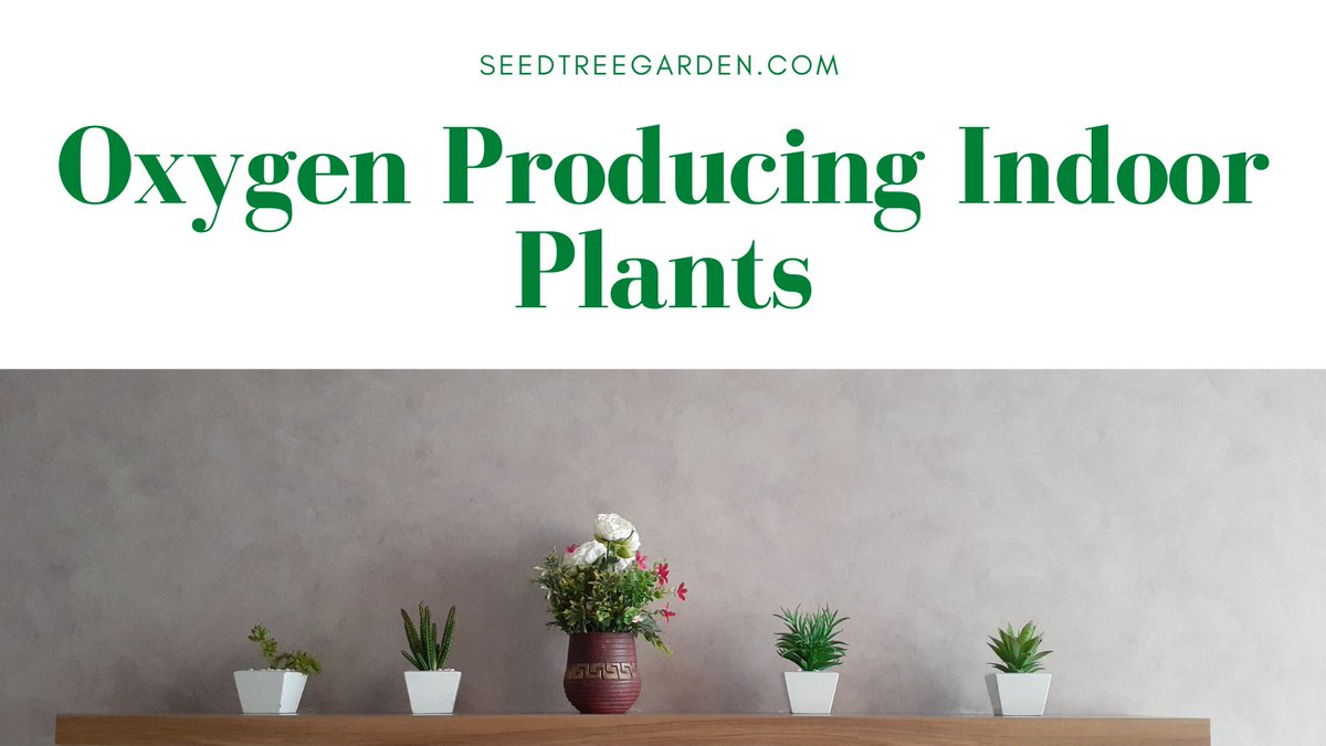 In this article, we’ll be discussing the top 15 most oxygen producing plants that you can get for your home.
seedtreegarden.com/indoor-plants/…