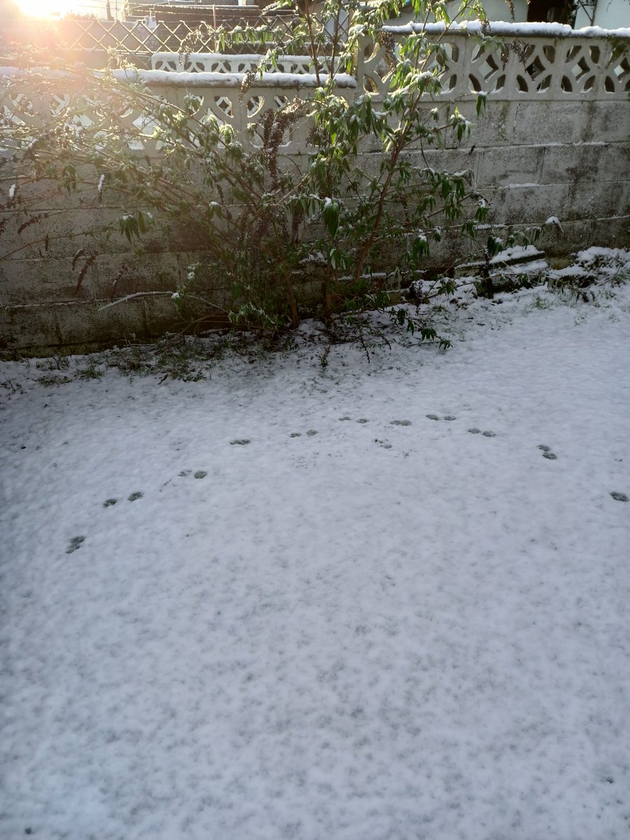 Well this was my garden this morning <a href="/BsoRules/">Kathy</a> <a href="/terry_sackett/">Terry Sackett ☮️🌱🌳🌷🌺🌼🌞</a> <a href="/Mindlessrobot37/">Judy</a> <a href="/Sarahkittrell3/">Sarah K</a> @misfitlady66 <a href="/SueFreitas6/">Sue Freitas</a> <a href="/LaurieMit/">Laurie M.</a> <a href="/GarageNinja1/">Kathy 🥷</a> <a href="/KathyRaven85/">Kathy R</a> <a href="/Barbarabxj349/">Barbara Johnson🙋🐶🐾🐾🇺🇦☮️🕊</a> <a href="/NCLATodd/">Lisa T</a>