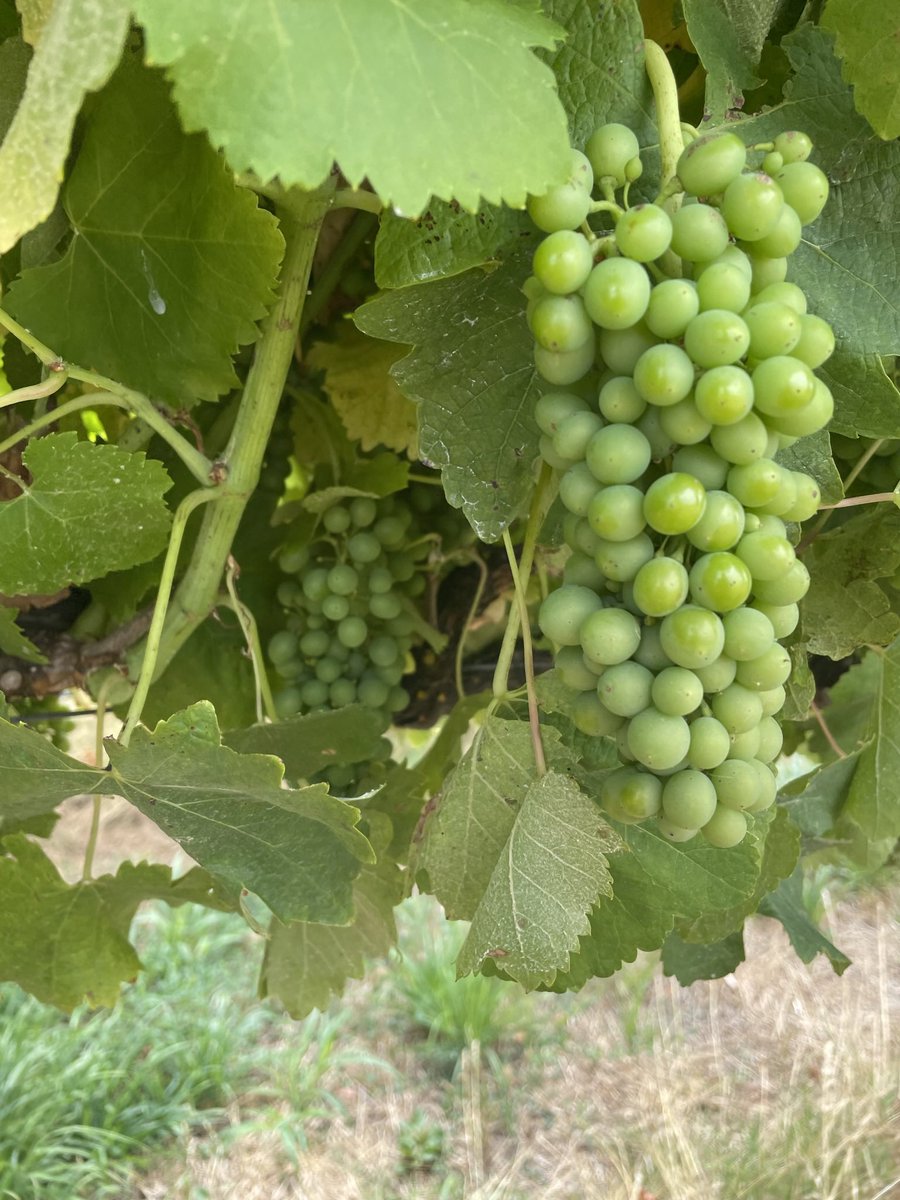 filfarina's tweet photo. Some seriously good looking and healthy #wrattonbully Shiraz. Still quite a few weeks off veraison. https://t.co/d8hlRzH3Ax