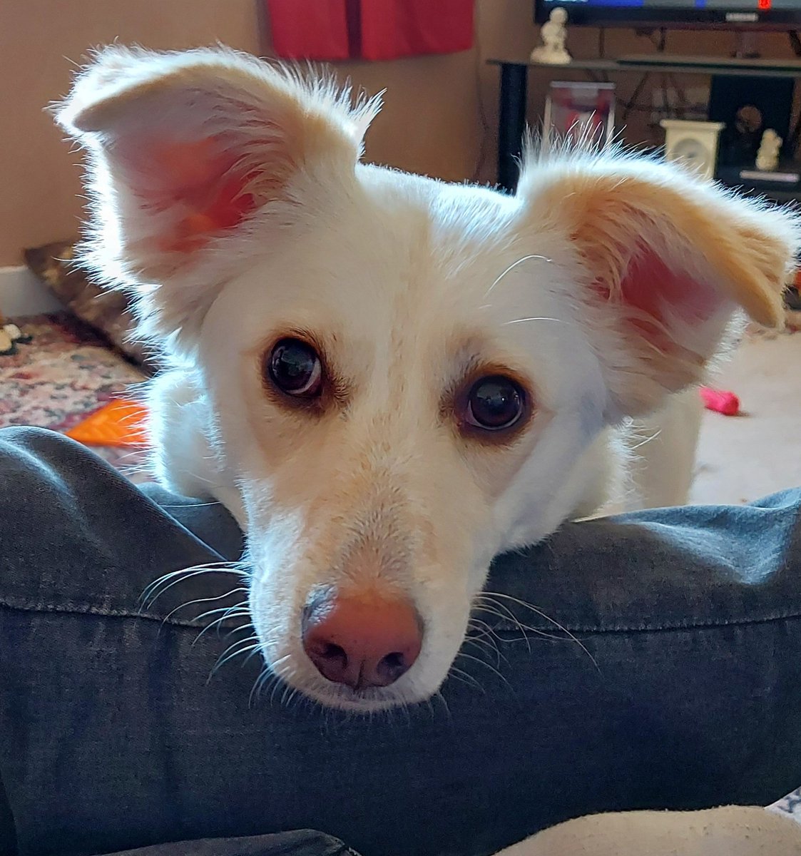 SmithKate2015's tweet photo. @ruskin147 She's doing so well,  I remember our girl being terrified of the TV,  the fireplace and mirrors. She tried to jump out of a closed window!  Now she's the most loving dog ever. https://t.co/vp9ZVHtCCo