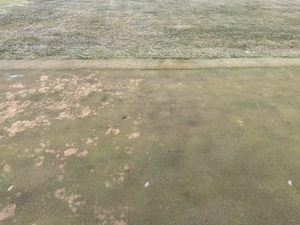 Stop me if you’ve heard this one before… Left side has been fertilized with potassium regularly for 12 years. Right side, no K added over the same period. Both sides will look the same (and great) come summer.