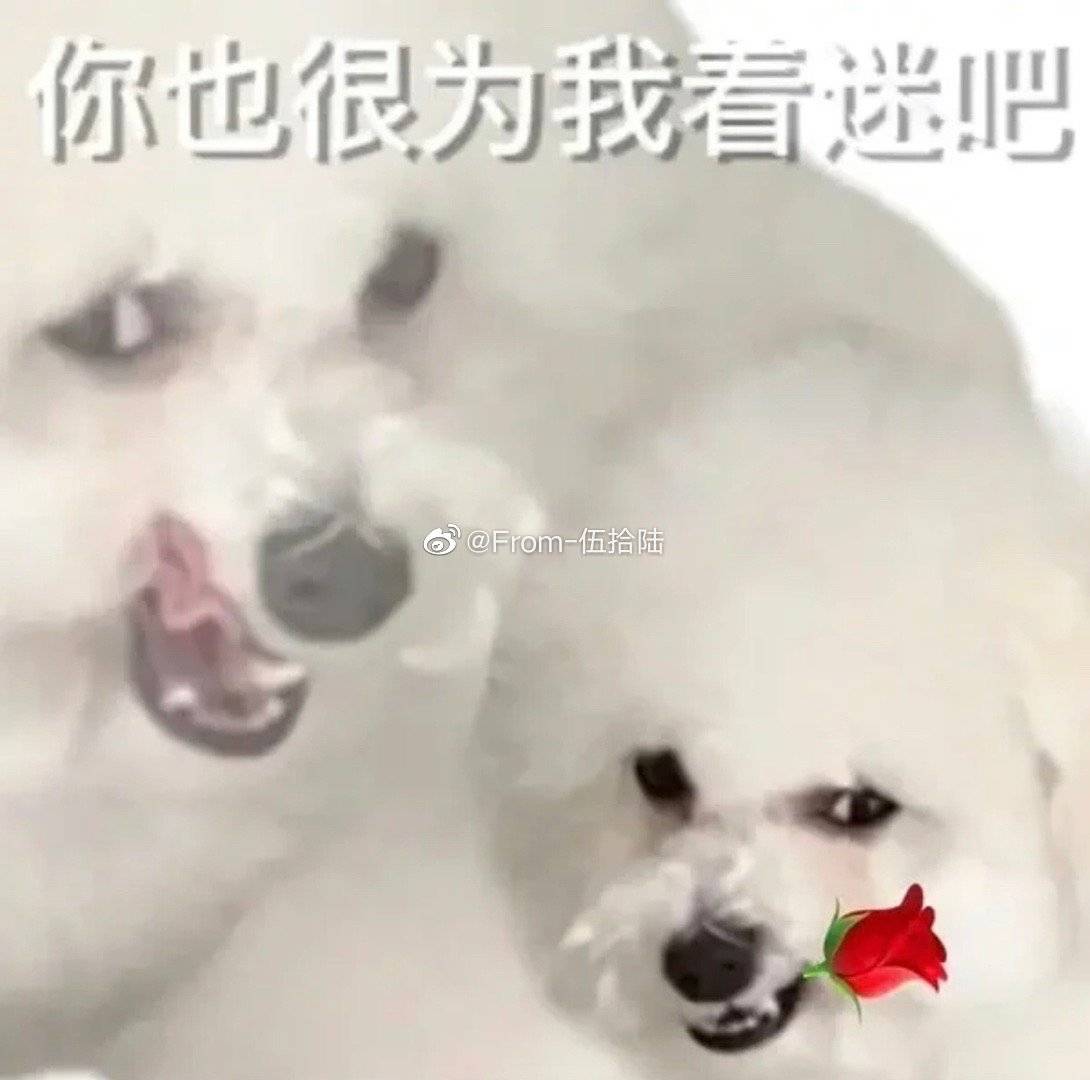 小狗没有烦心事 tweet media