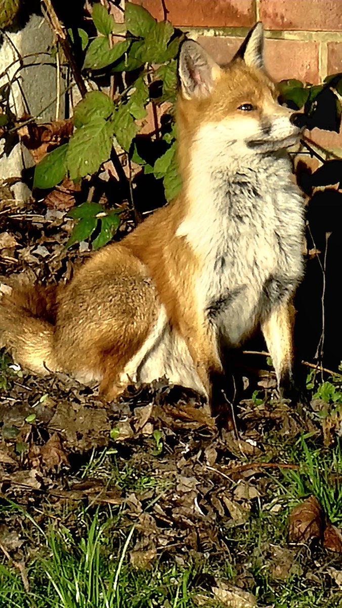 @ChrisGPackham @michaelastracha @BBCSpringwatch one of our resident male foxes found a sunspot #ilovefoxes